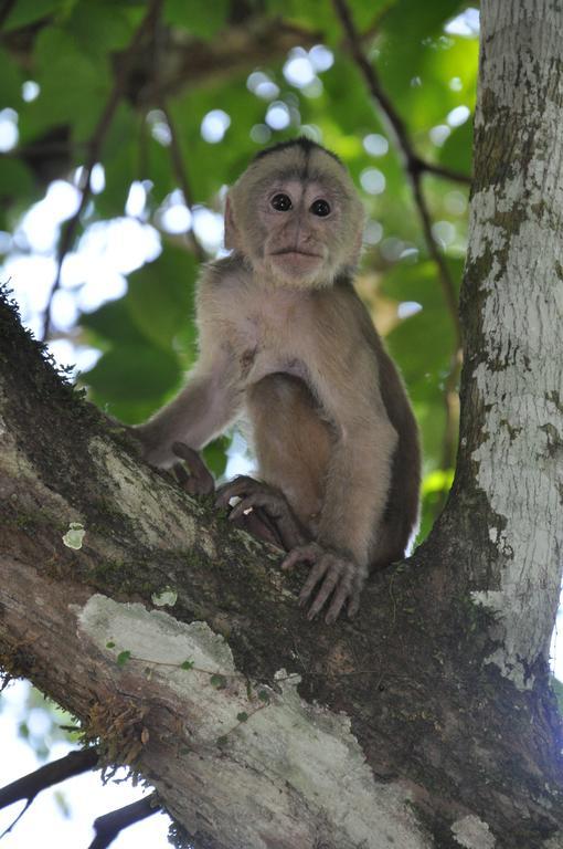 Hakuna Matata Amazon Lodge Archidona Экстерьер фото